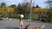 Dogs playing tetherball