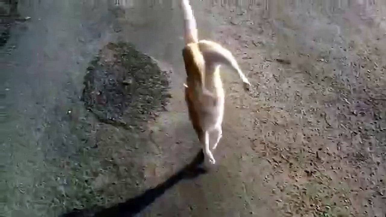 кот ебнулся