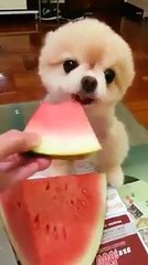 Karpuz yiyen dünya tatlısı köpek!