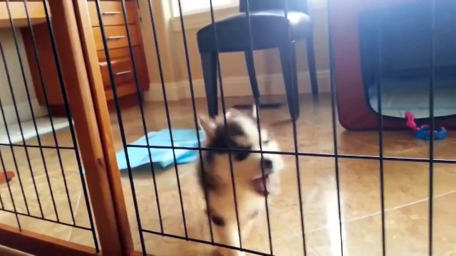 Хаски скандалит требует свободы и справедливости