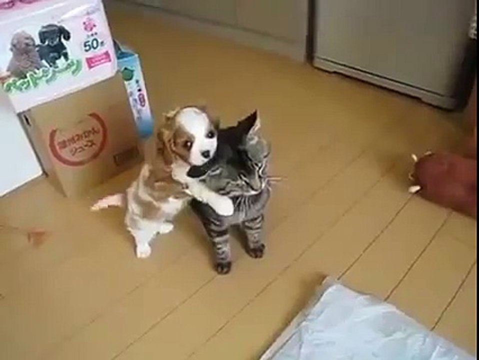 chó mèo ngộ nghĩnh dog cat cute