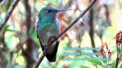 Brazilian birds and sounds!