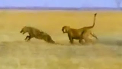 Lion Documentary: LION VS HYENA FACE TO FACE!!! Classic Discovery Channel