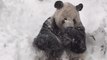 Storm Jonas: Giant panda rolls in Washington DC snow