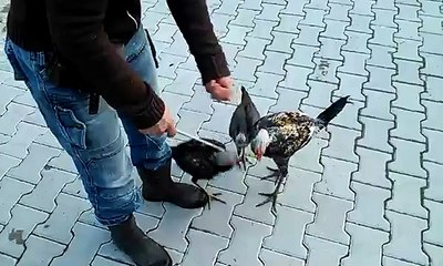 Clickertraining Hühner