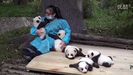 Download Video: Chinese Woman is paid $30k/year to caress Baby Pandas in Panda Center in China.. Best Job in the world?