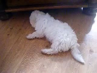 My bichon frise pup - 2
