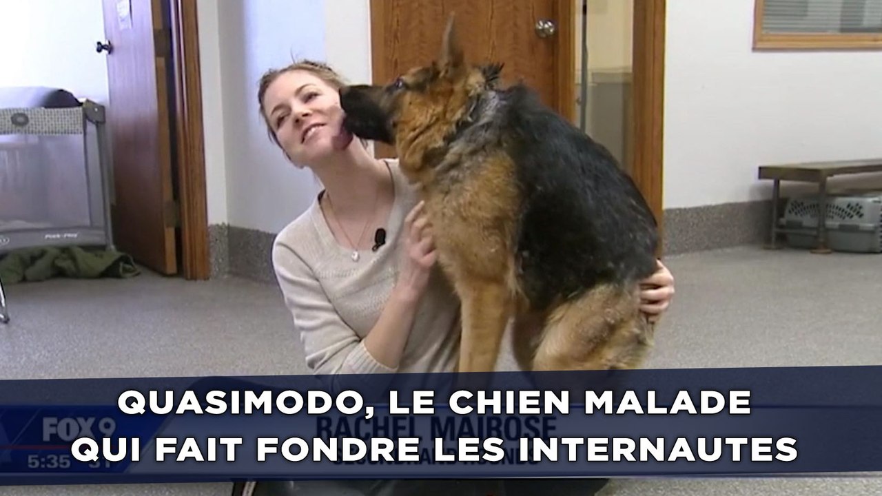 Quasimodo, le chien malade qui fait fondre les internautes