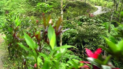 БАЛИ - ВОДОПАД В ДЖУНГЛЯХ - ТРОПИЧЕСКИЙ ЛИВЕНЬ