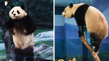 Energetic panda entertains zoo visitors in Taiwan