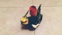 Bird gets a piggyback ride from another bird