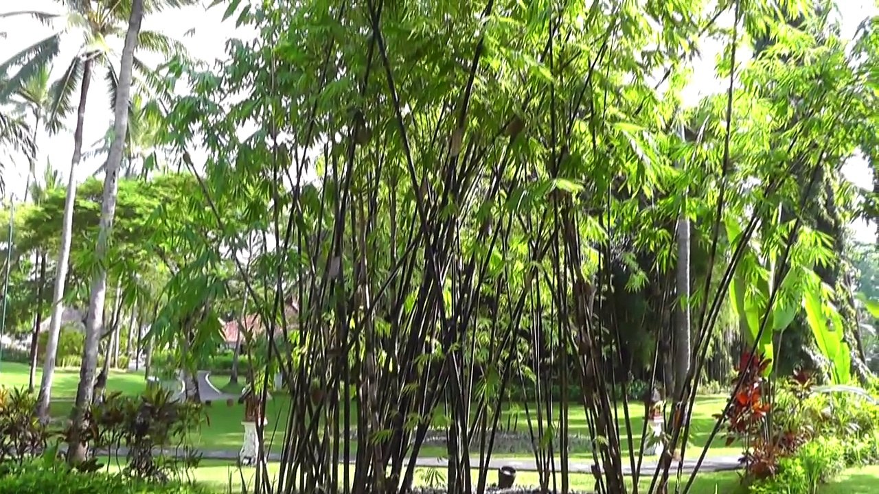 БАЛИ - ОТЕЛЬ МЕЛИА - Melia Bali Villas & SPA Resort