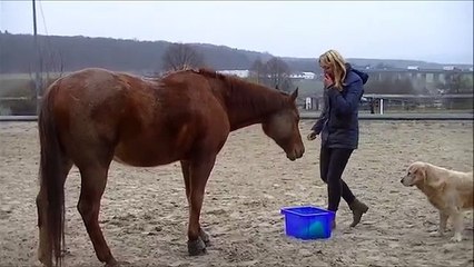 Krishna Clickertraining - Demonstration - Target-Stick, Hüfttarget, Handtarget & Freeshaping