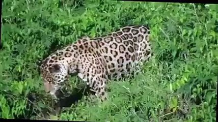 Timsah Avcısı Jaguar ooovv