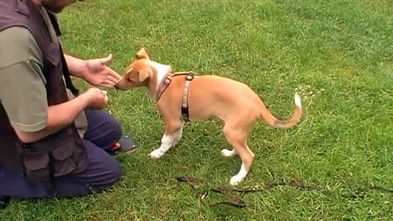 Clickertraining mit Kinnon - Handtouch