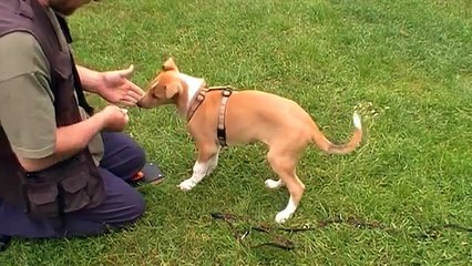 Clickertraining mit Kinnon - Handtouch