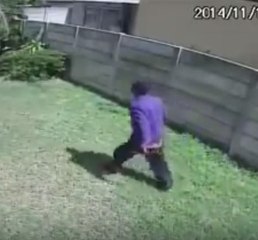 Sorprendente perro guardián