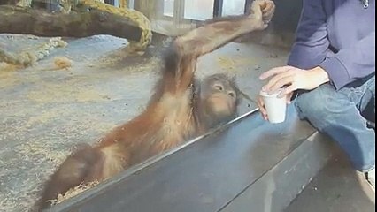 Yapılan Sihir Numarası Karşısında Orangutanın Sevimli Tepkis