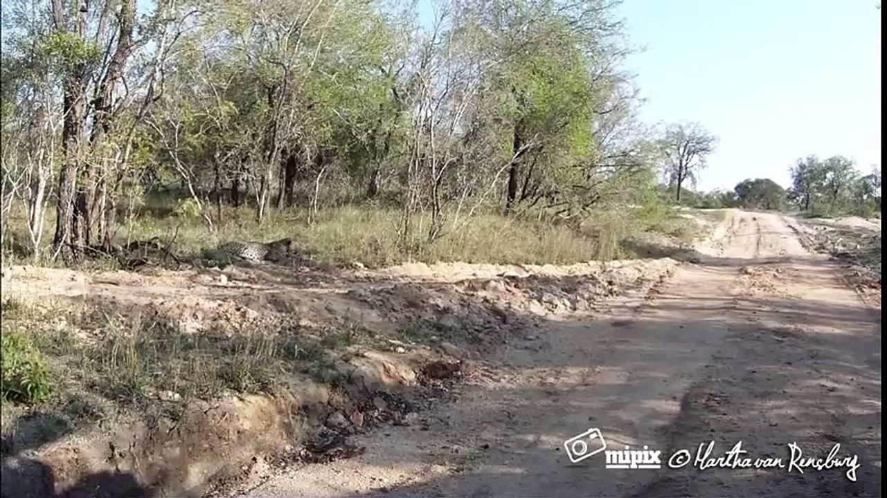 ЛЕОПАРД ПРОТИВ АНТИЛОПЫ