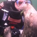 Una foca aficionada a los mimos