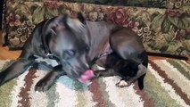 This Huge Pit Bull Was Hiding Something. When She Moved Her Head I Was Stunned.