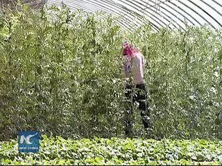 Supply-side reform key to Chinas agriculture upgrade