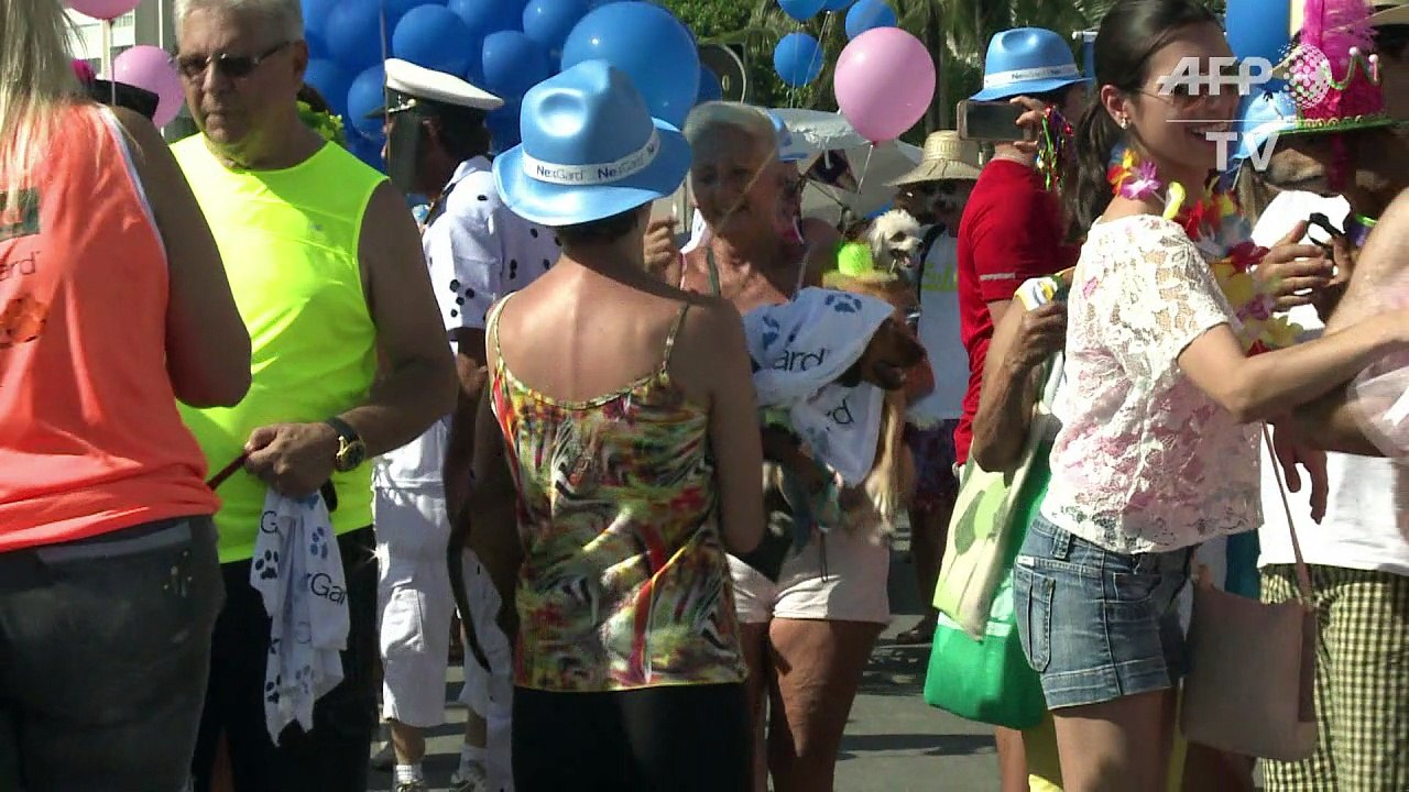 Tierischer Karneval: In Rio sind die Hunde die Jecken
