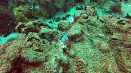 Diving Koh Tao 2014