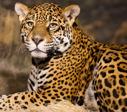 Top 10 dangerous animals, dangerous animals, most dangerous animals, elephant, elephant weight, african forest elephant, Blue Ringed Octopus, Brazilian Wandering Spider, Hippopotamus, Komodo Dragon, Leopard, Mosquito, Saltwater Crocodile, Tse Tse Fly, cr