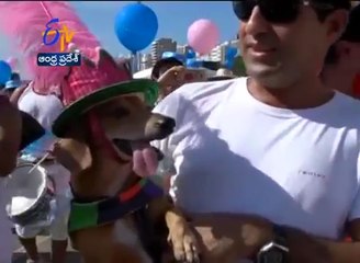 Carnaval canin à Copacabana au Brésil