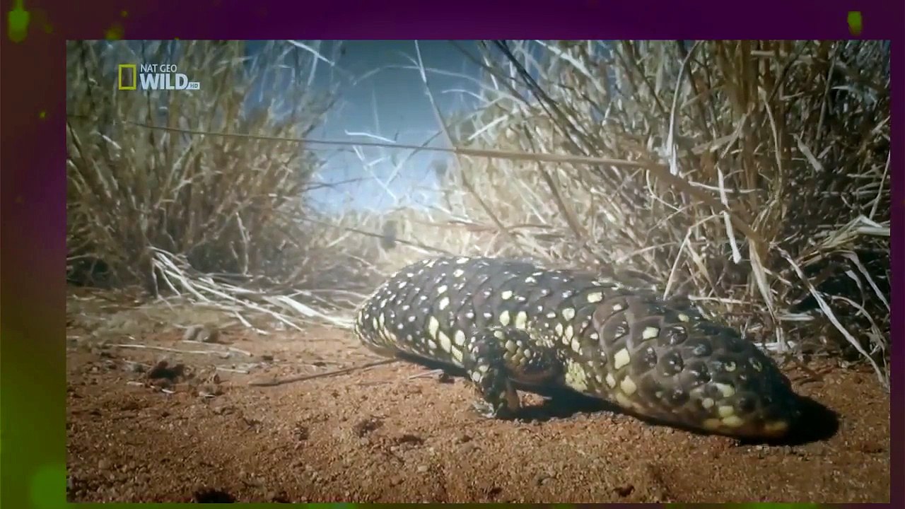 The Kangaroo King Documentary 2015 HD - National Geographic