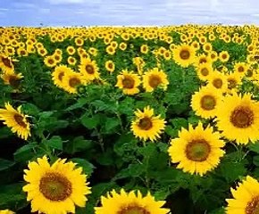 Hooponopono - Guía sencilla facil - Tu primer día usando la técnica