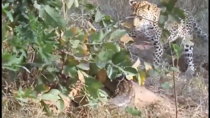 ЛЕОПАРД ПРОТИВ ПИТОНА