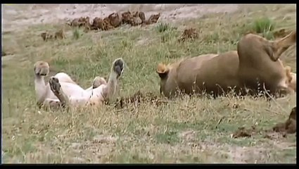 МАНГУСТ ПРОТИВ ЛЬВИЦЫ