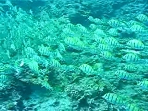 chirurgiens bagnards