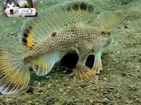Рыба с ногами - ЖЕСТЬ !