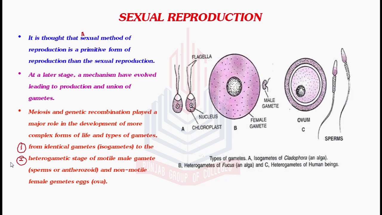 Sexual Reproduction
