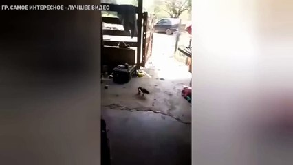 Дерзкий цыплёнок