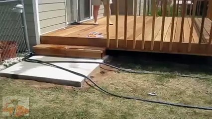 Funny Story13 СОБАКА против водных шаров