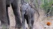 Une maman éléphant protège son bébé des touristes dans un parc animalier!