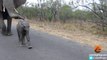 Elephant Mother protects her Baby Calf from Tourists at Kruger National Park