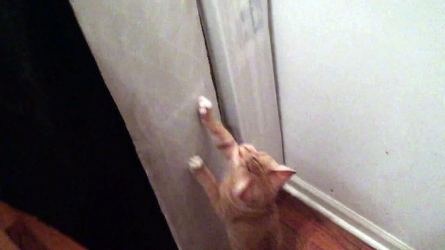 Chat Cliffhanger qui escalade des matelas