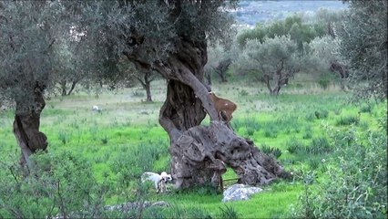 Very Funny Baby Goat Jumps Off Baby Lambs !!!!
