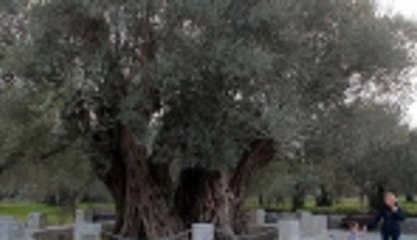 "En yaşlı zeytin ağacı Hz. İsa ile yaşıt olabilir"