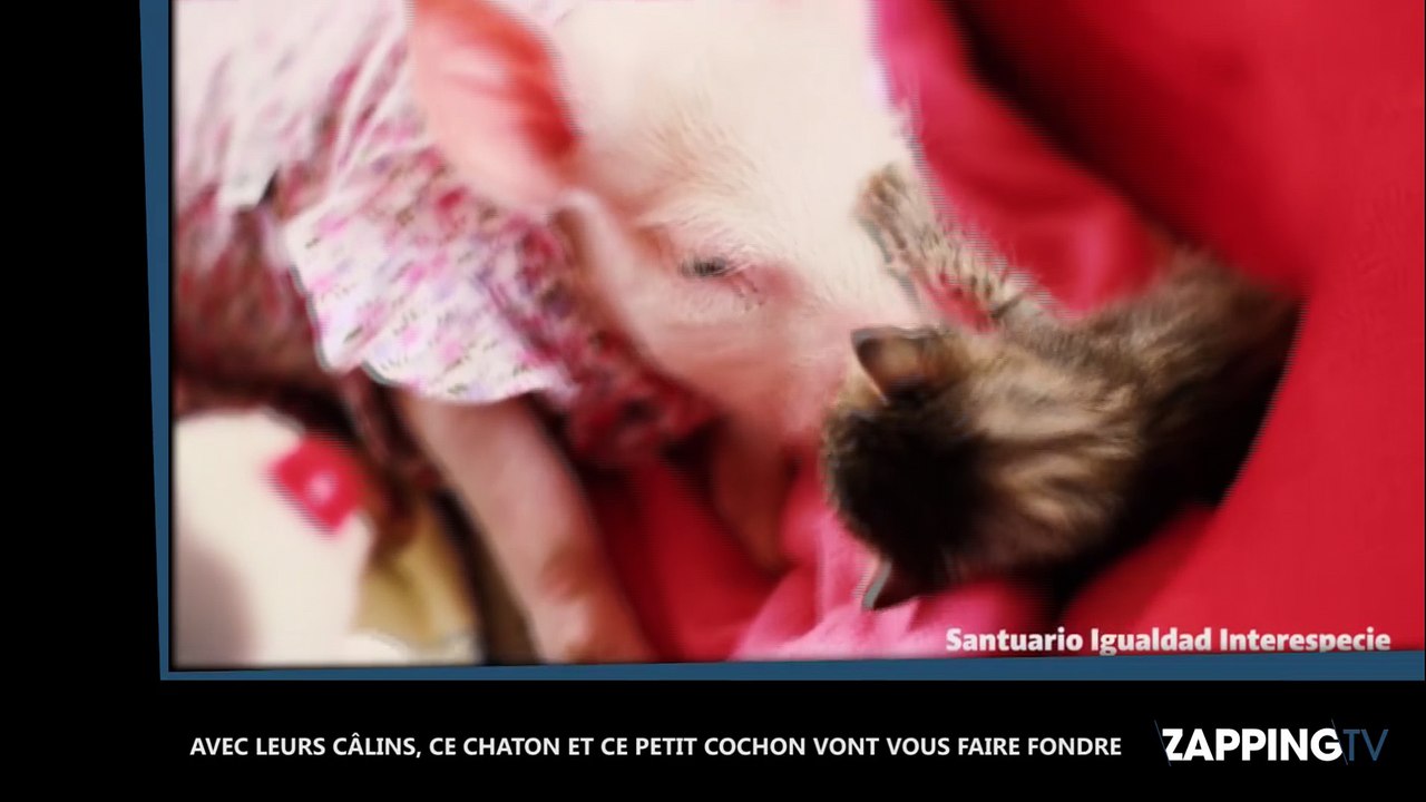 Avec leurs câlins, ce chaton et ce petit cochon vont vous faire fondre (Vidéo)