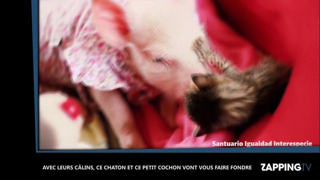Avec leurs câlins, ce chaton et ce petit cochon vont vous faire fondre (Vidéo)