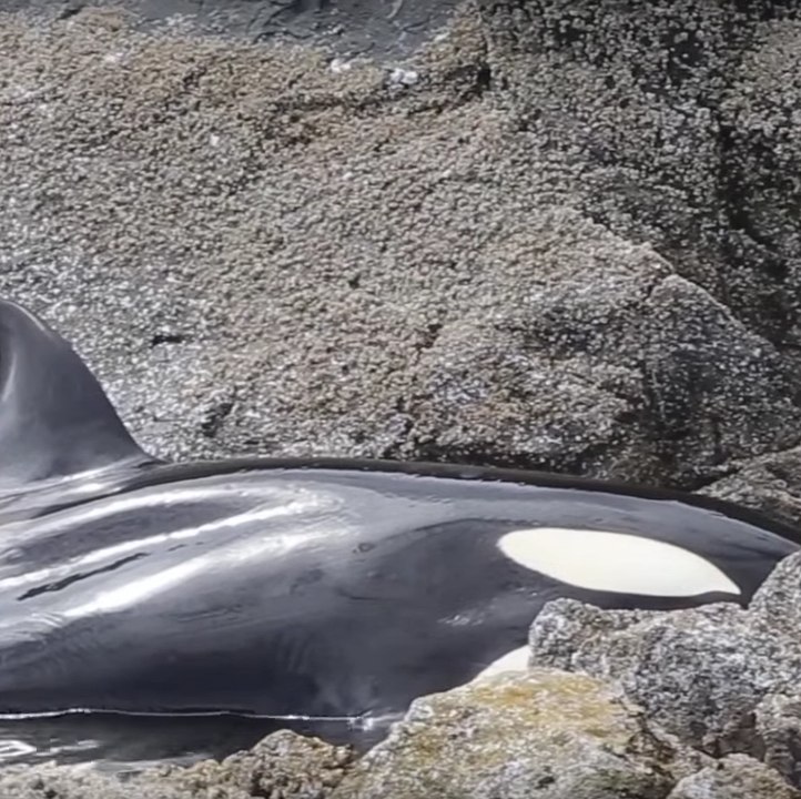 Una orca en peligro