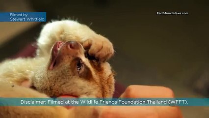 Slow loris goes to the dentist (720p Full HD)