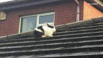 Bunny rescued after storm winds blow her onto roof