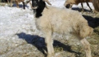 3 ayaklı kuzu görenleri şaşırtıyor